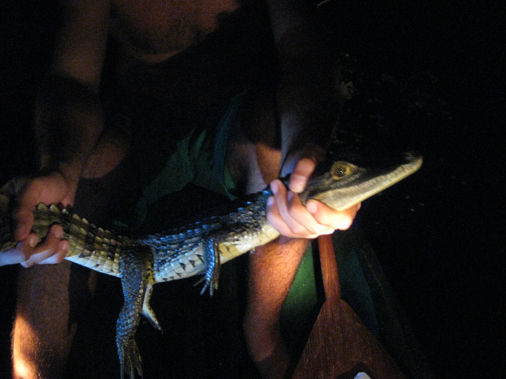 Borneo wildlife encounter